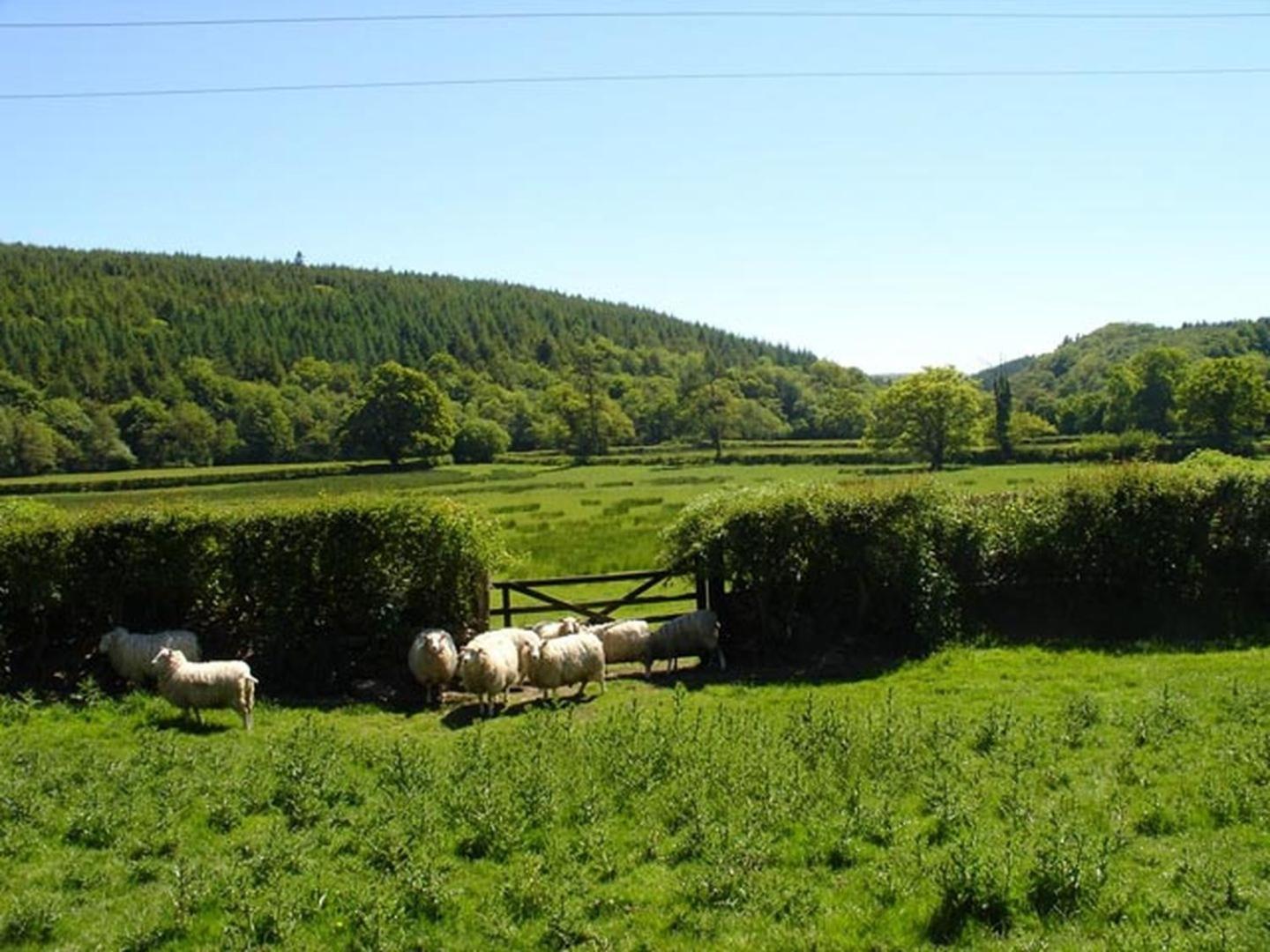 Lew Quarry Cottage Lewdown Екстер'єр фото